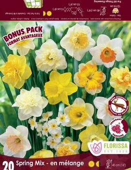 Narcissus 'Spring Mix'